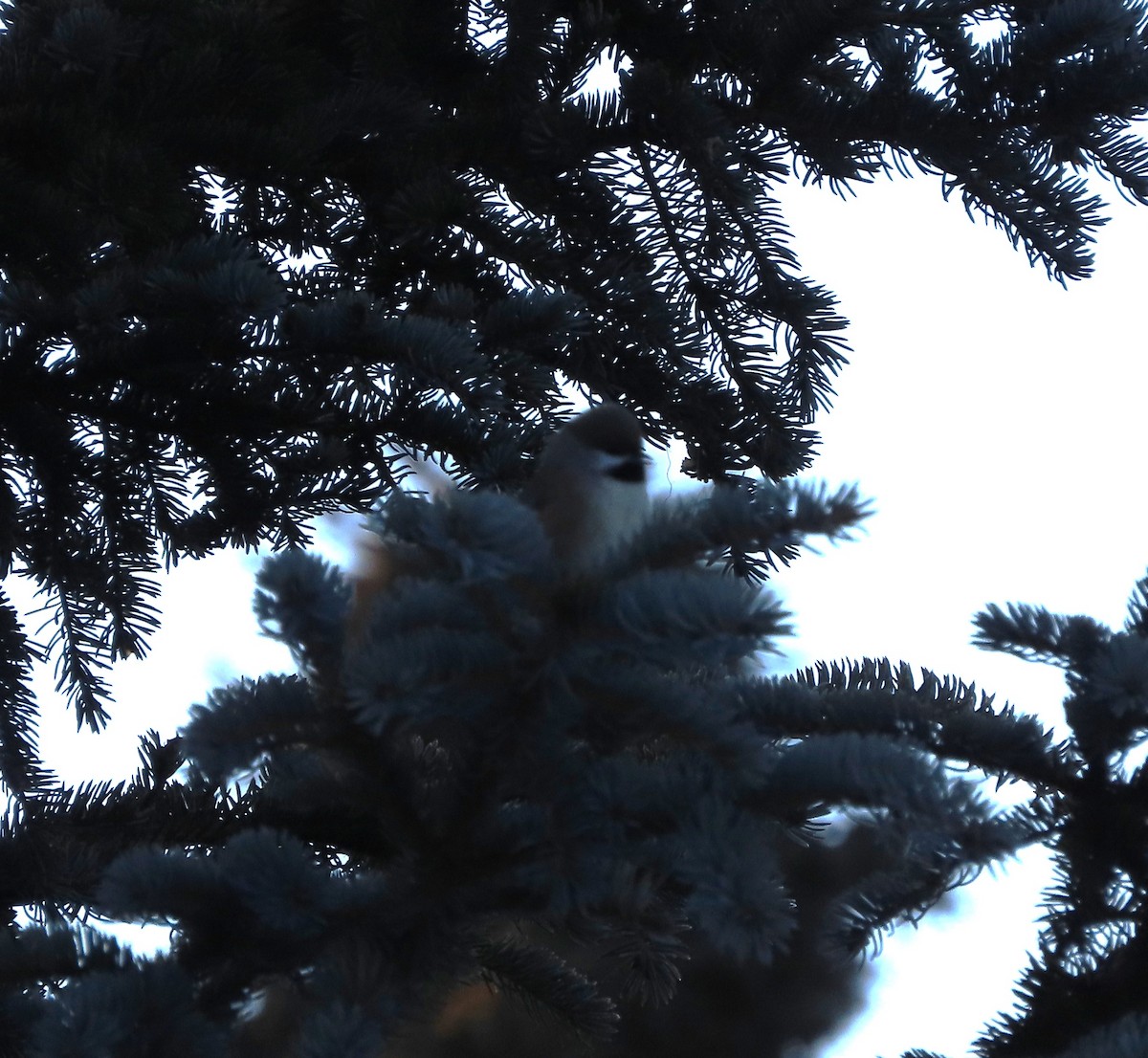 sýkora severní - ML647276873