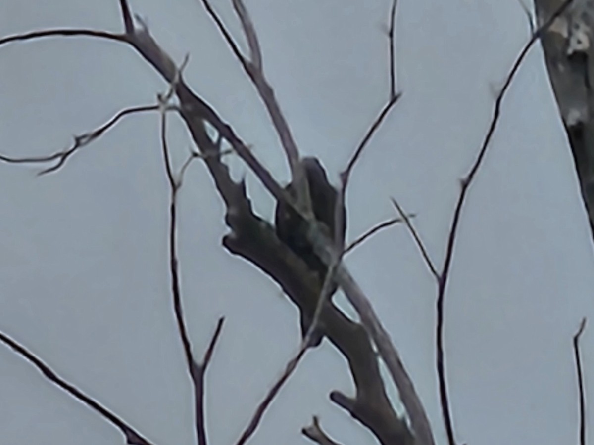 orlík chocholatý - ML647276874