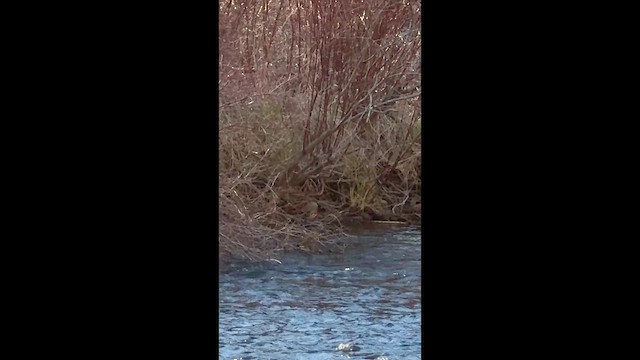 pěvec sp. - ML647276876