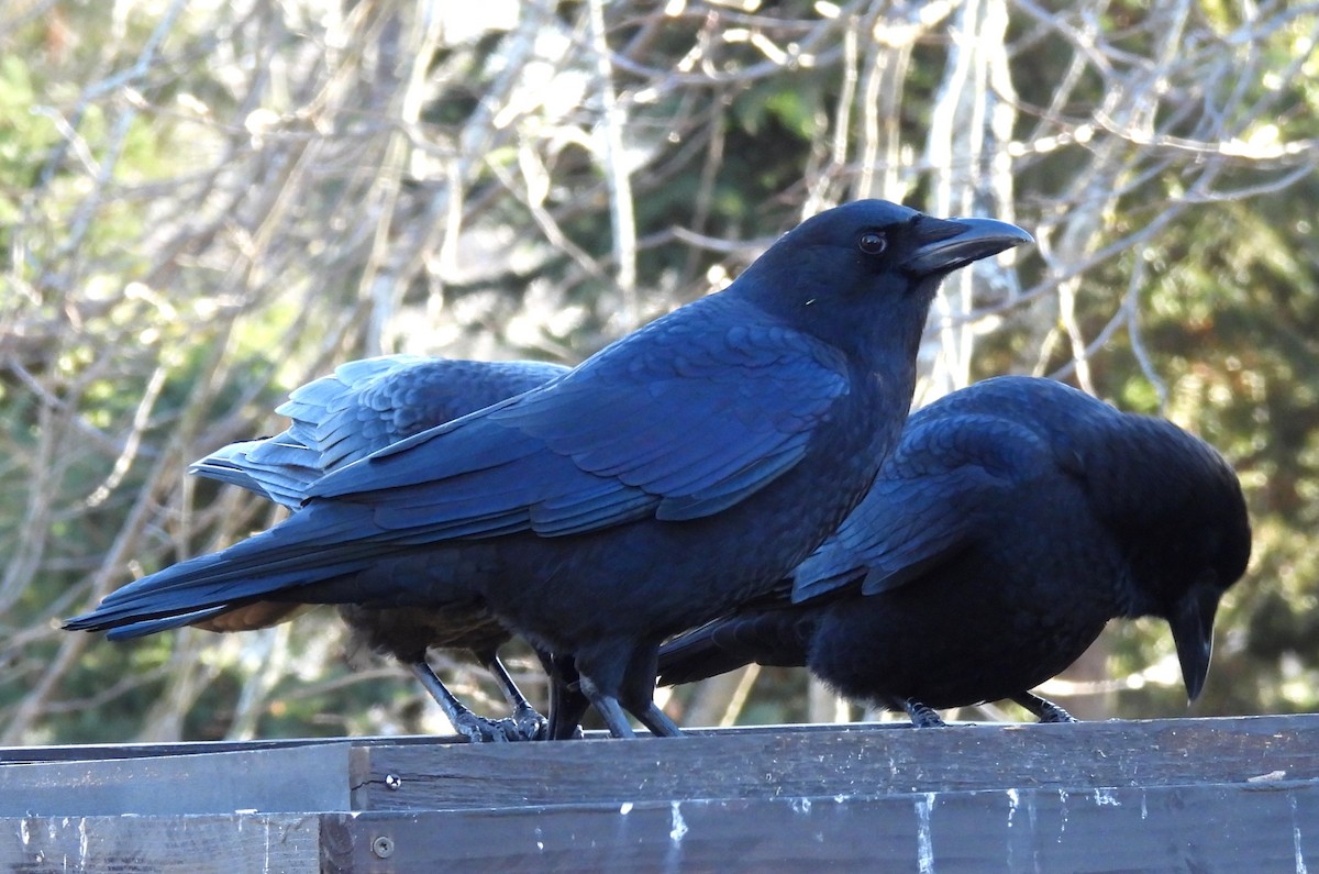 vrána americká - ML647276877