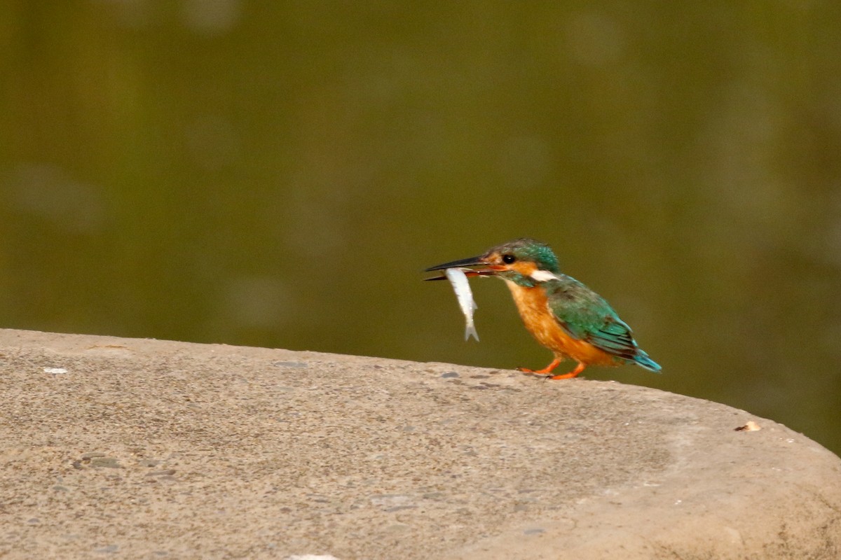 ledňáček říční - ML647276879