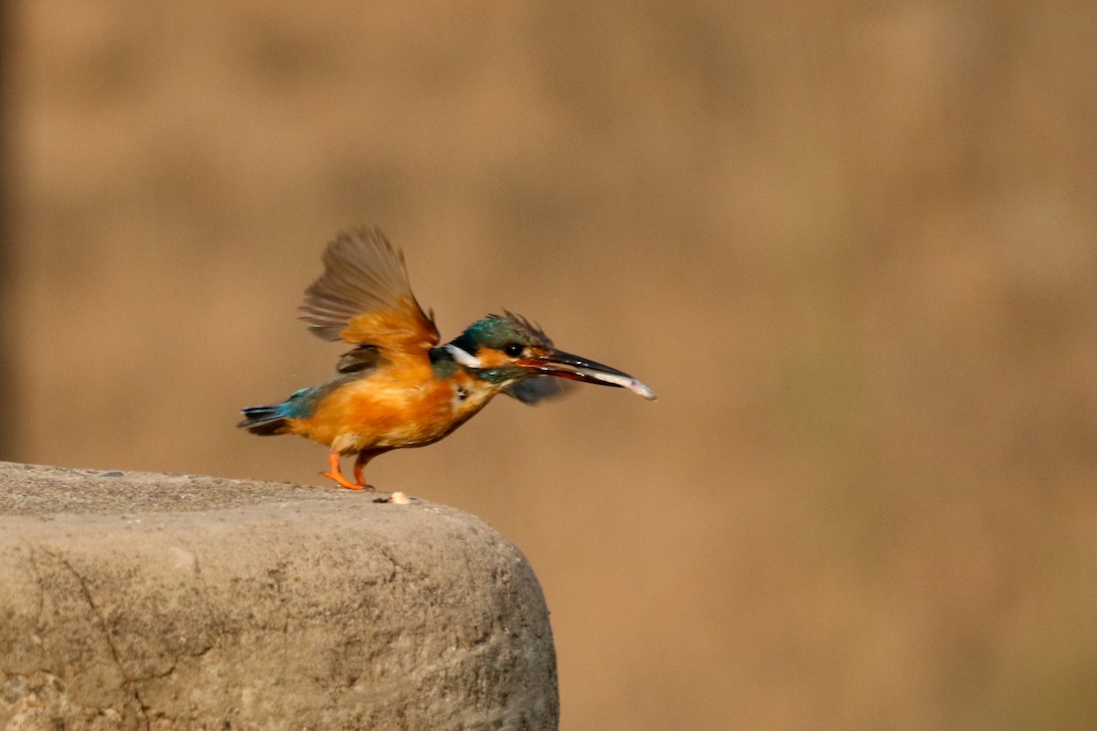 ledňáček říční - ML647276880