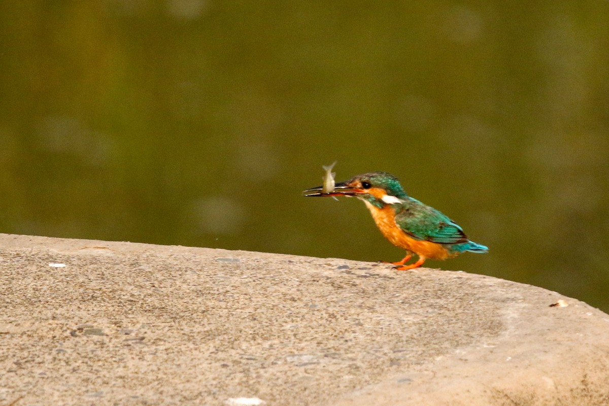 ledňáček říční - ML647276881