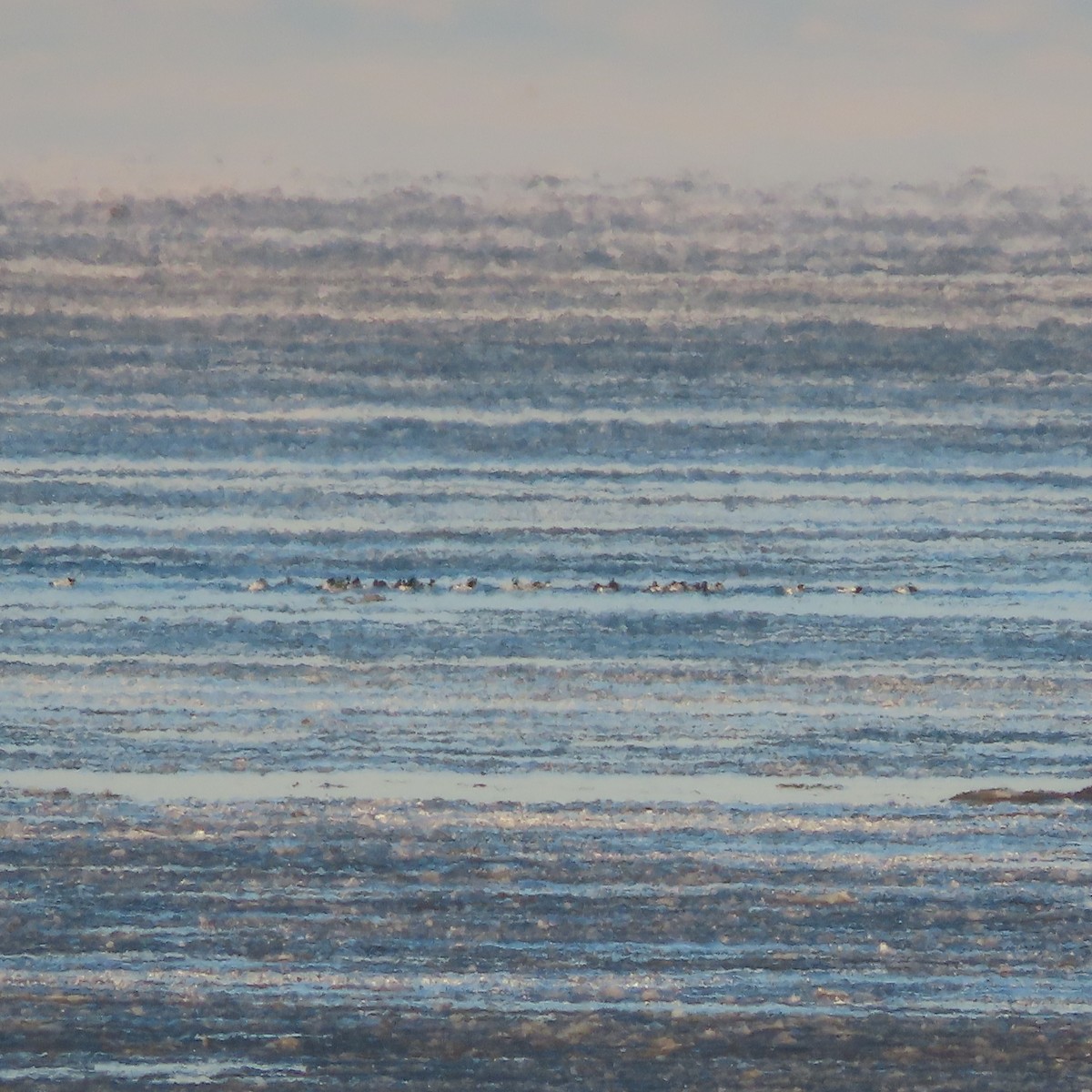 hohol severní - ML647276882