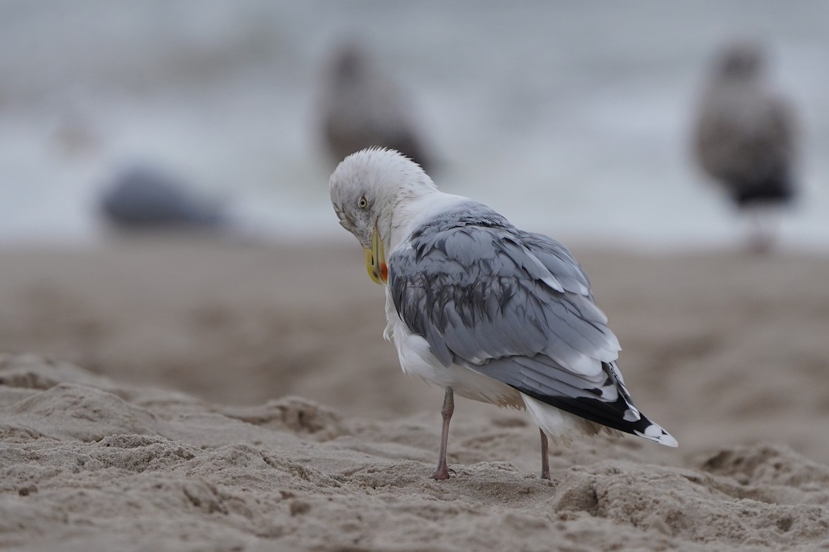 racek stříbřitý - ML647276884