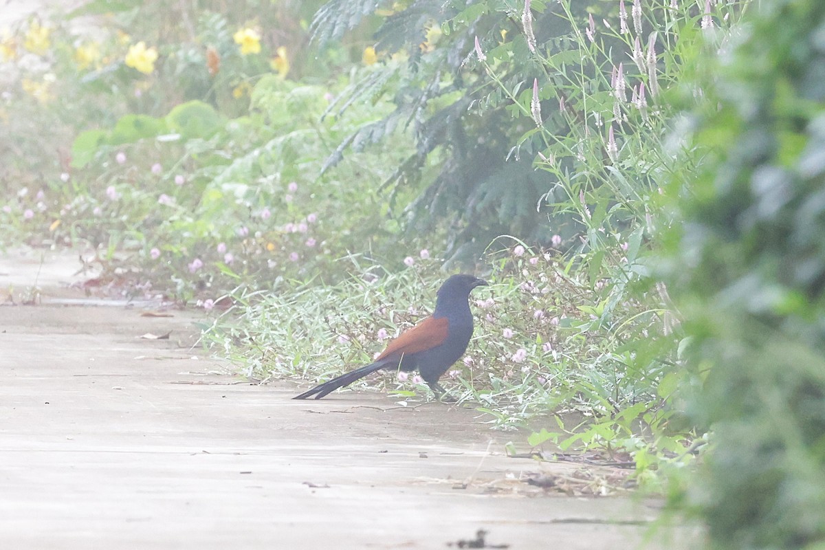 kukačka vraní - ML647276886