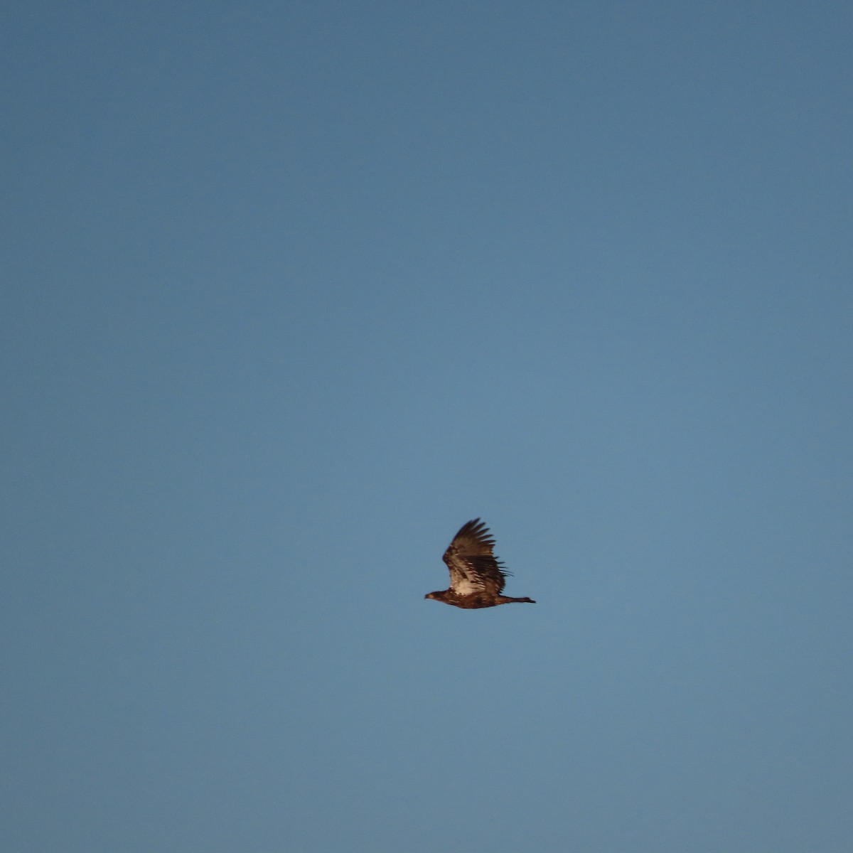 orel bělohlavý - ML647276887