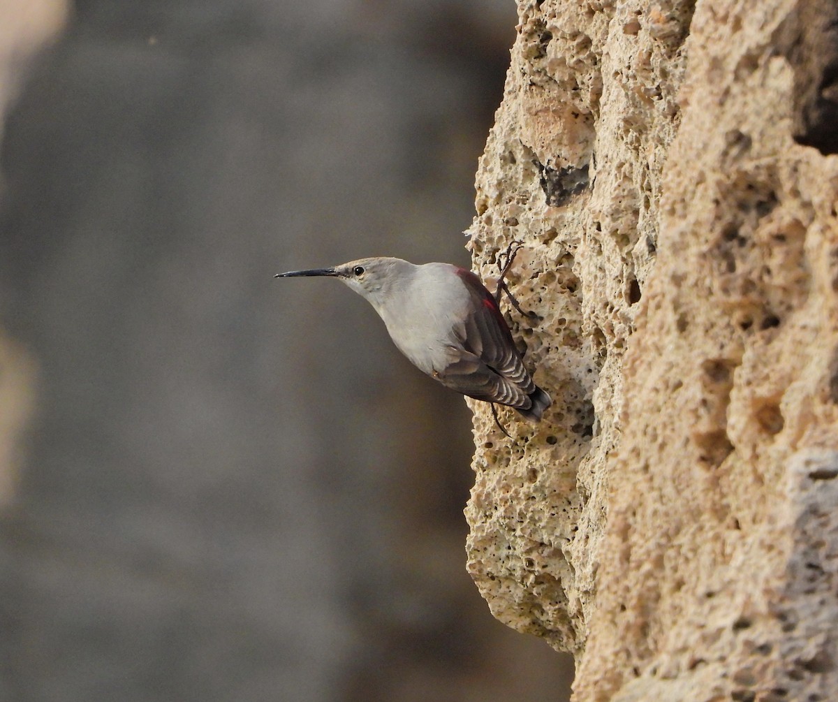 zedníček skalní - ML647276889