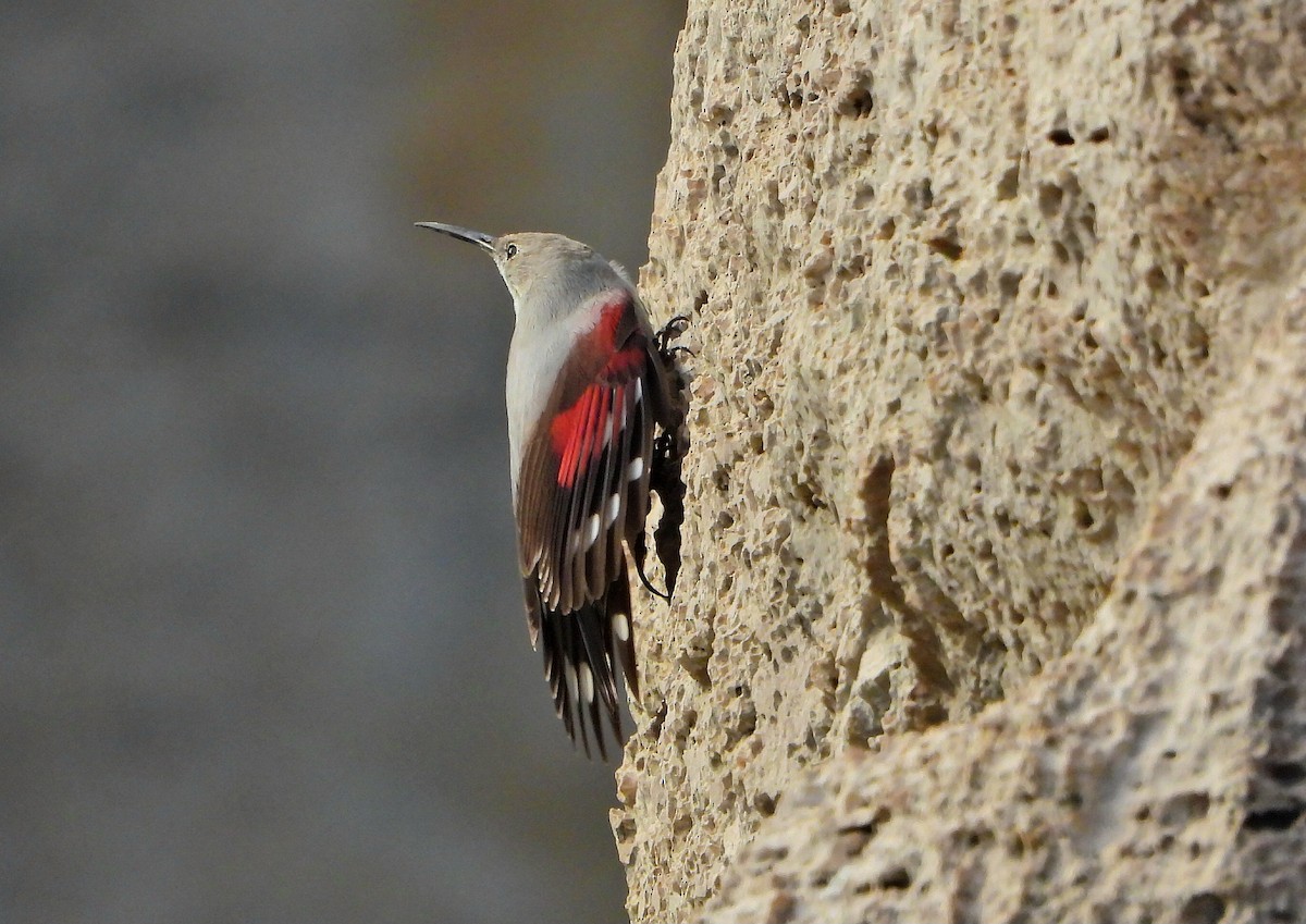 zedníček skalní - ML647276890