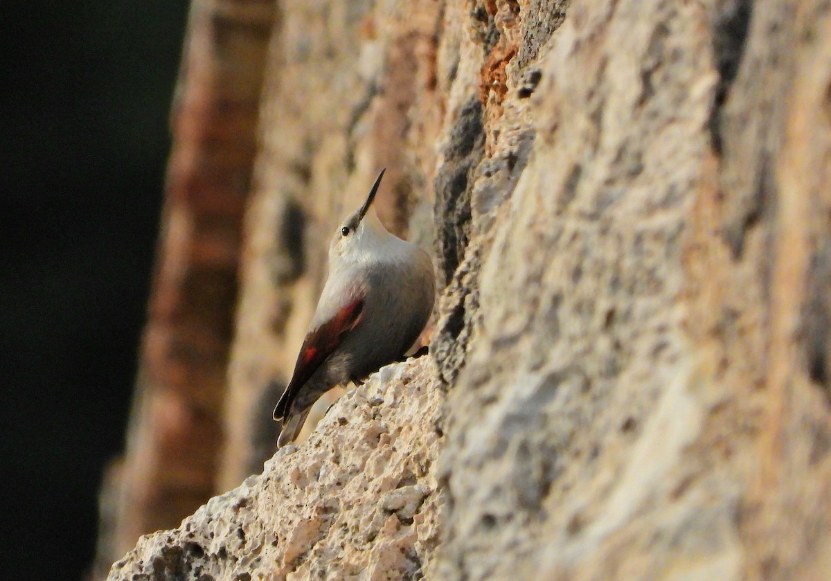 zedníček skalní - ML647276891