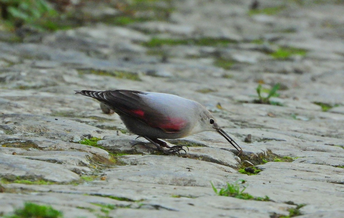 zedníček skalní - ML647276892