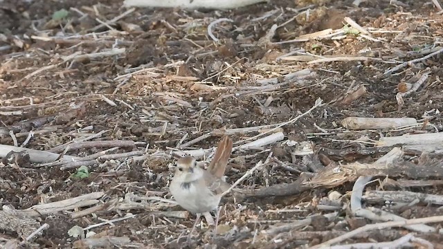 sørnattergal (golzii) - ML647276896