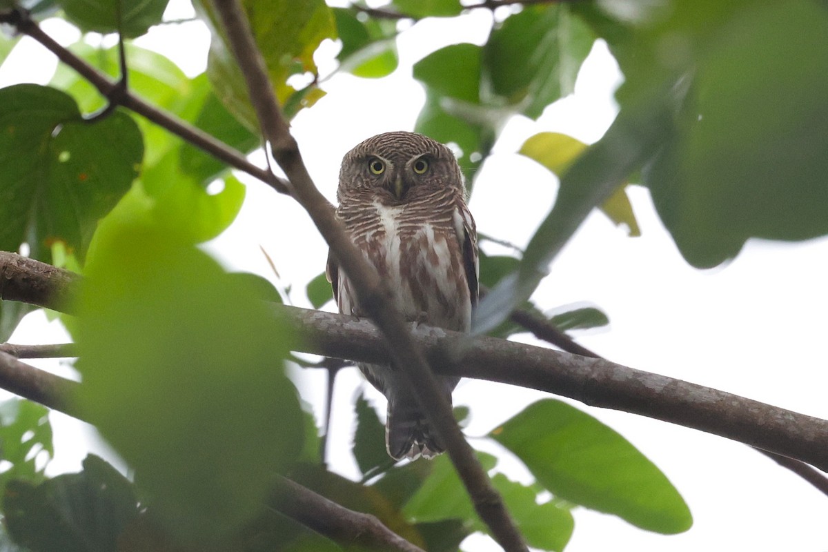 kulíšek kukaččí - ML647276897