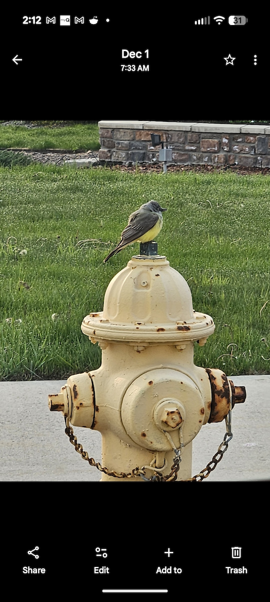 Cassin's Kingbird - ML647276900