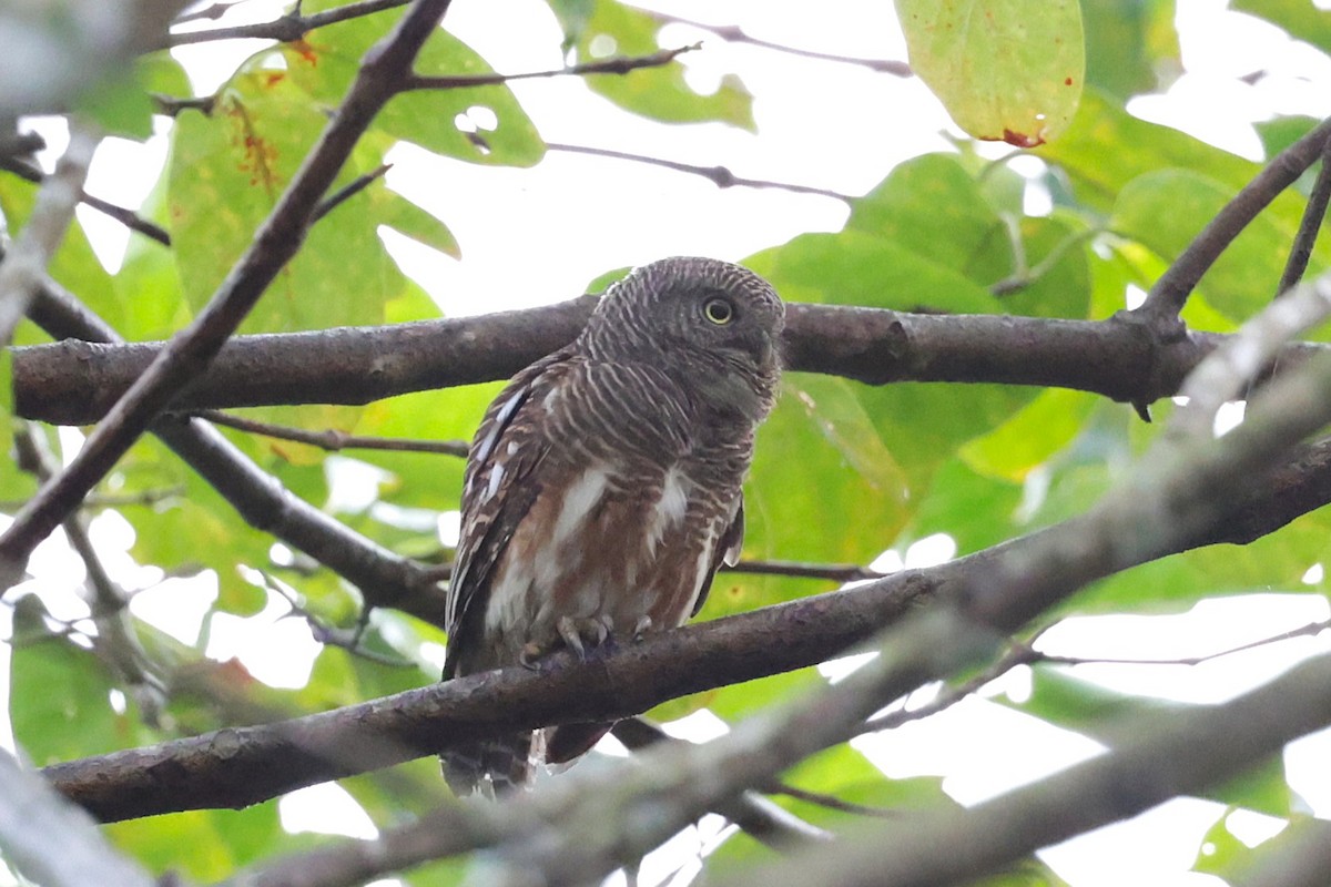 kulíšek kukaččí - ML647276901