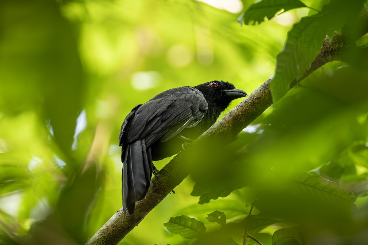 sojka bornejská - ML647276902