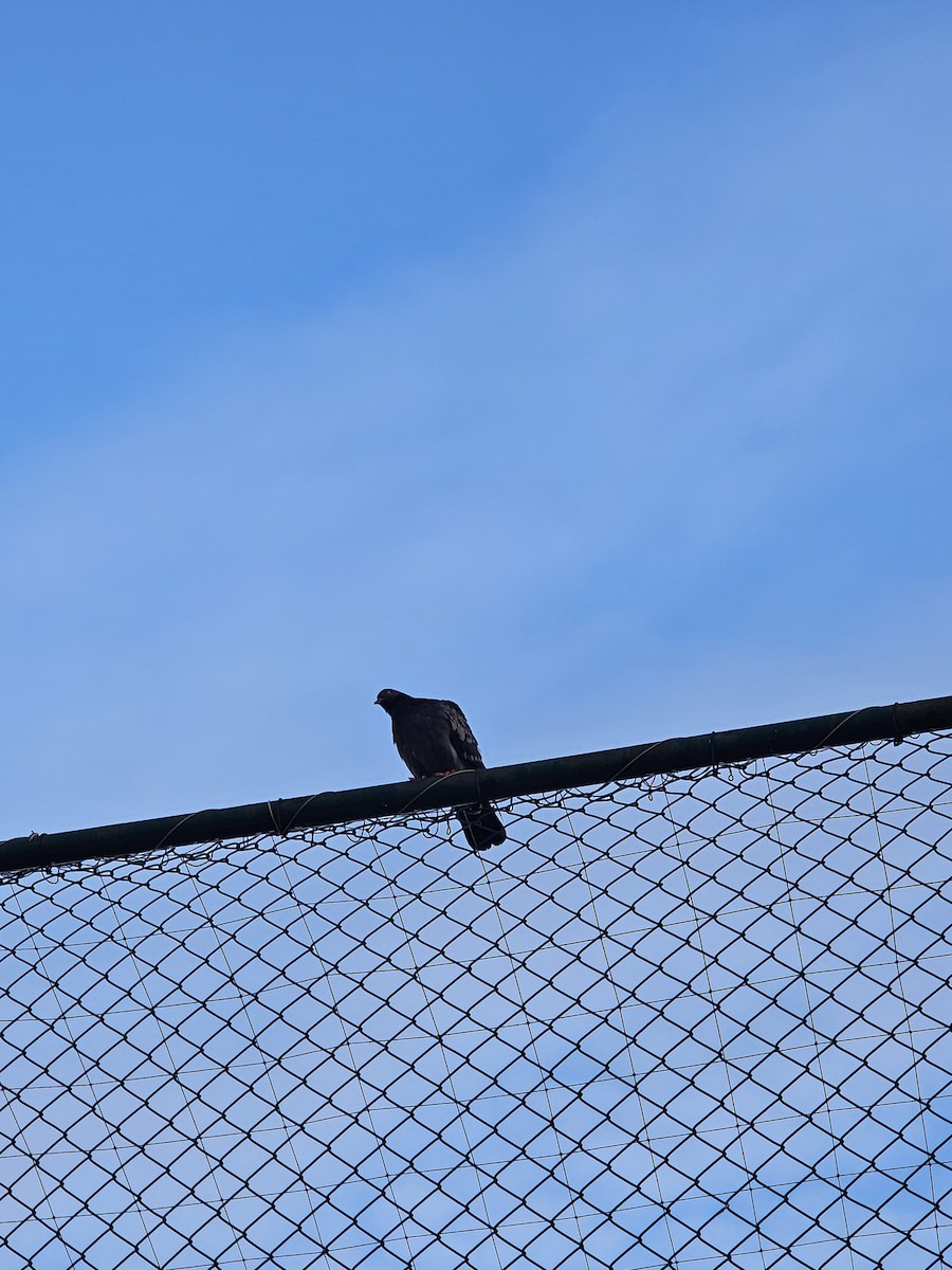 holub skalní (domácí) - ML647276903