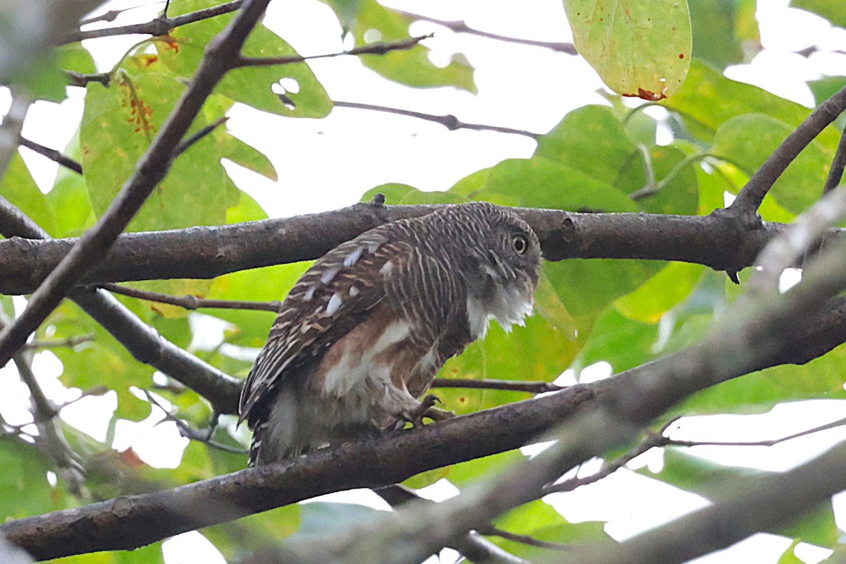 kulíšek kukaččí - ML647276904