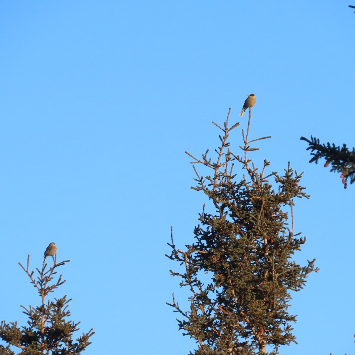 sojka šedá - ML647276905