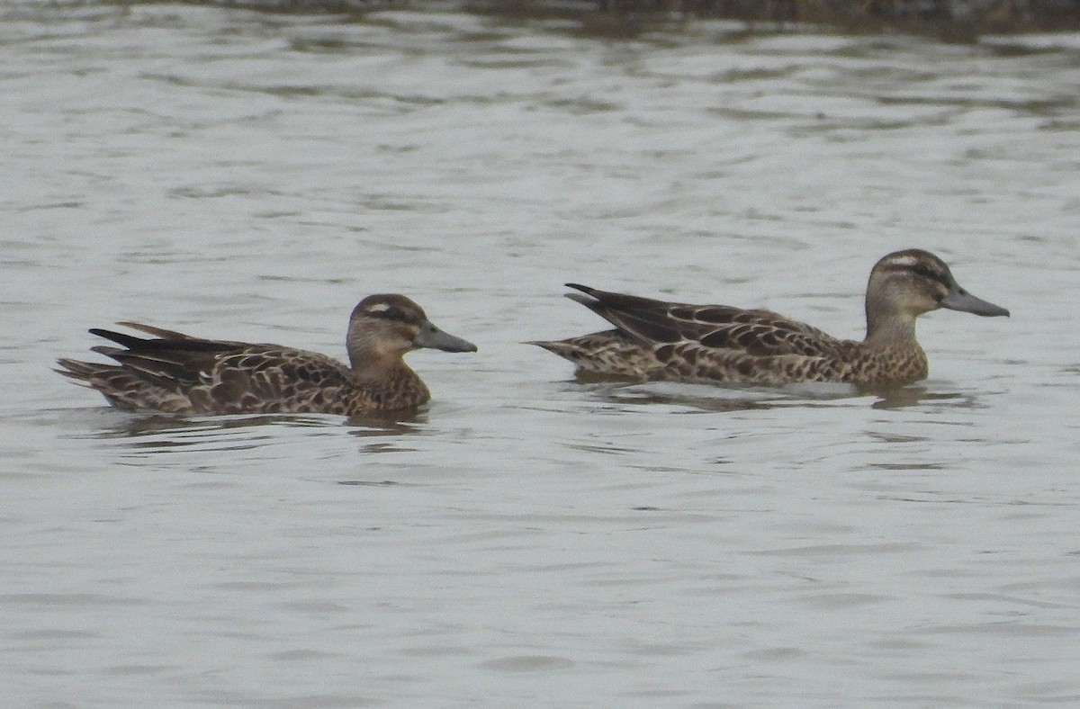 knekkand - ML647276910