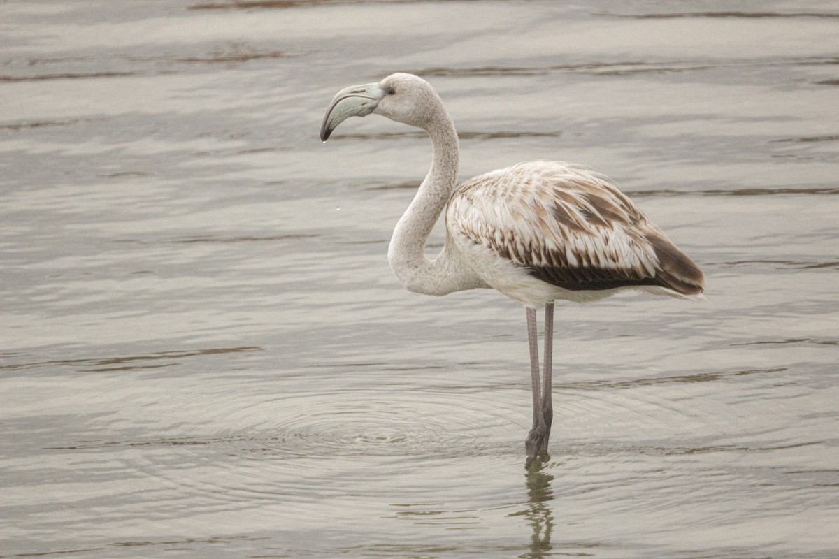 rosenflamingo - ML647276914