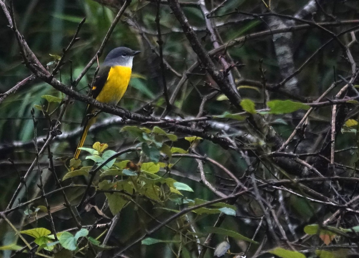 gråhakemønjefugl - ML647276917