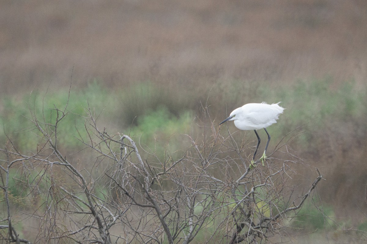 silkehegre - ML647276918