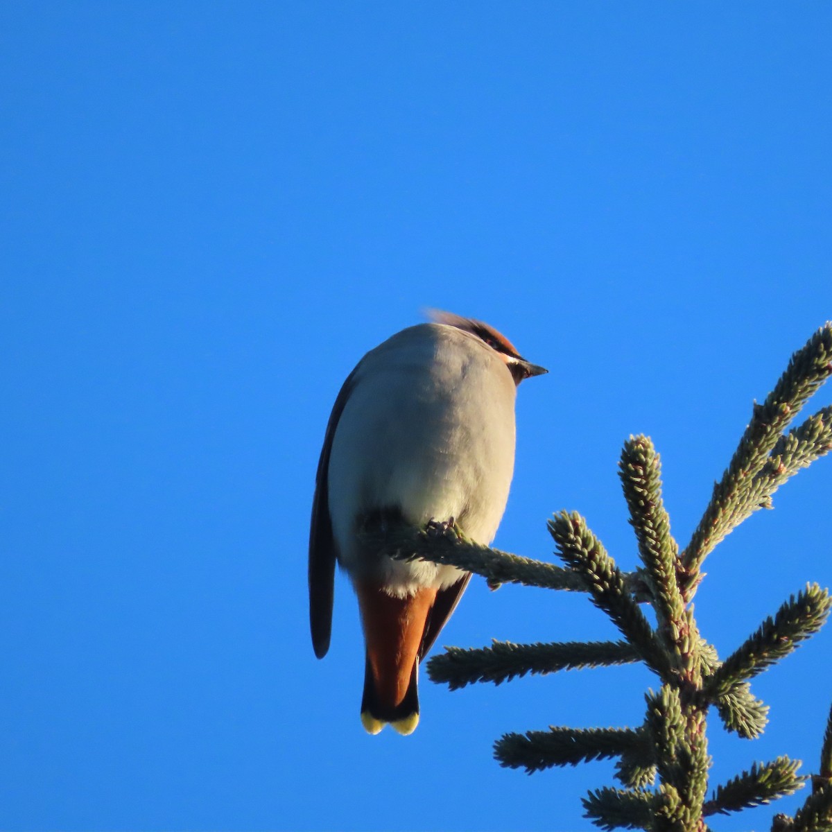 sidensvans - ML647276919