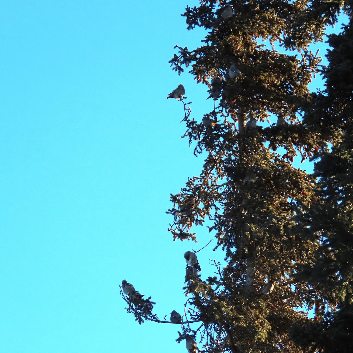 sidensvans - ML647276921