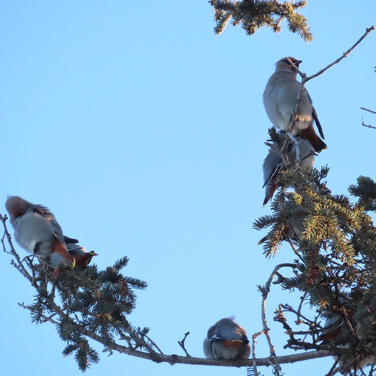 sidensvans - ML647276924