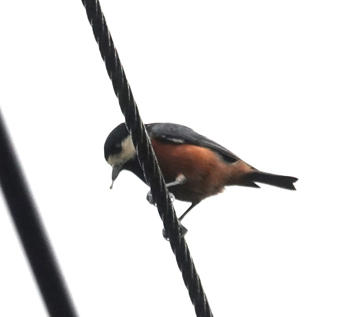 kastanjebukmeis - ML647276925