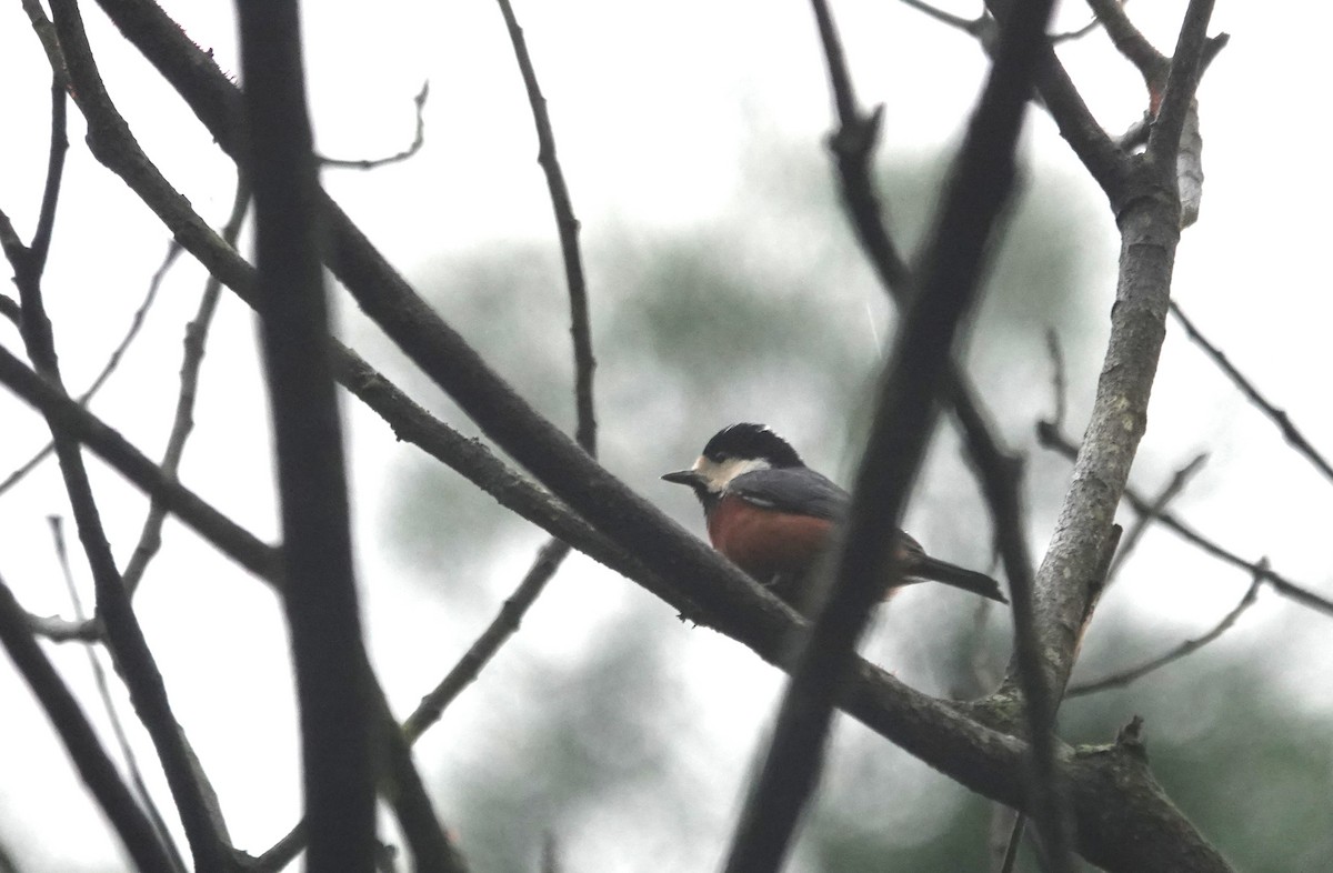 kastanjebukmeis - ML647276926