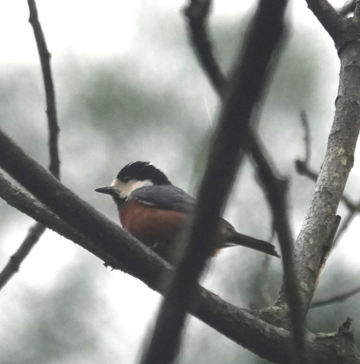 kastanjebukmeis - ML647276927