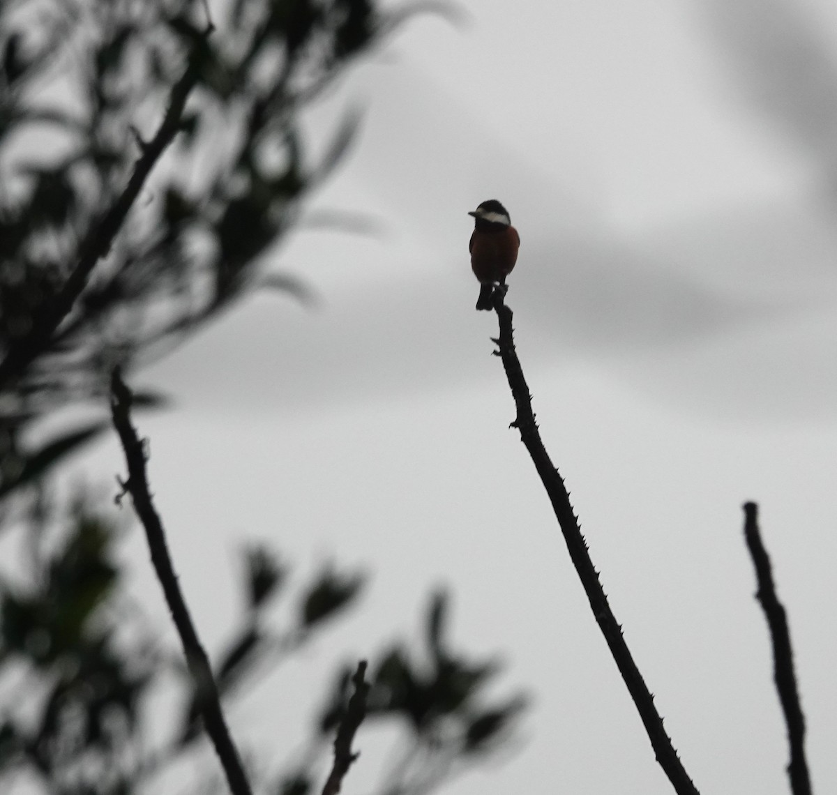 kastanjebukmeis - ML647276928