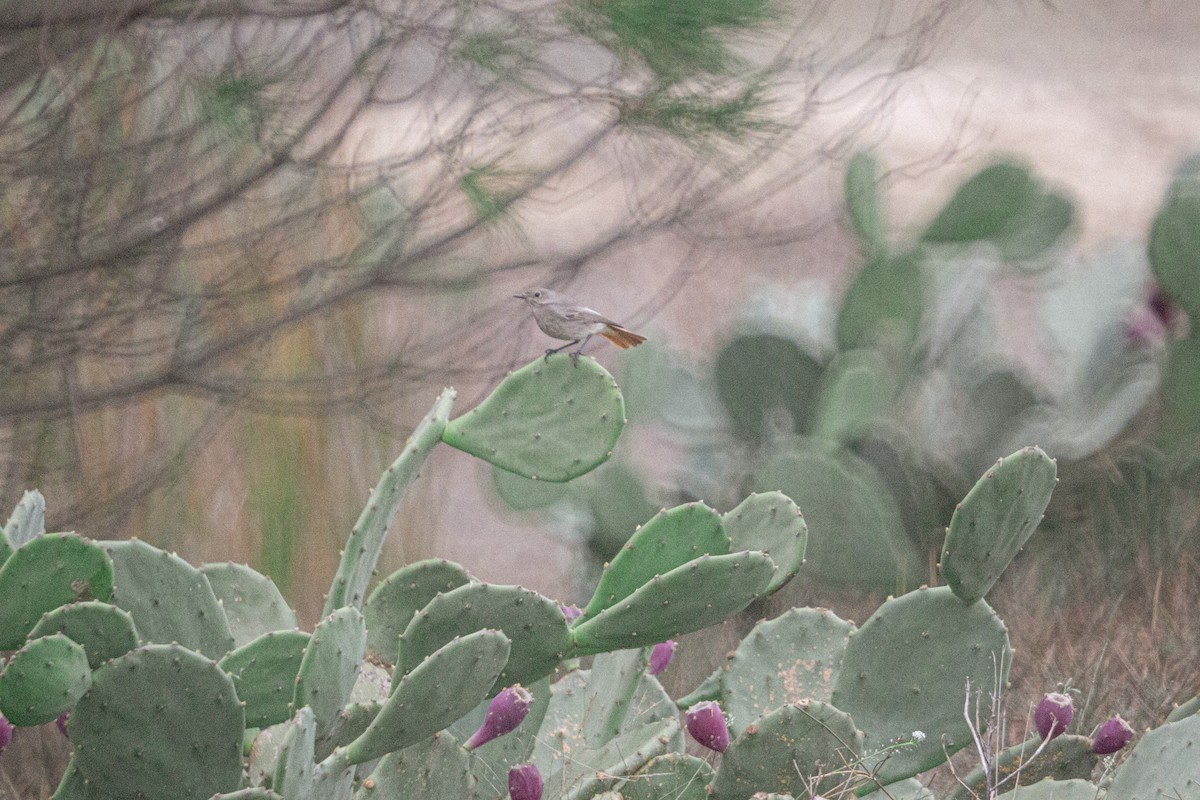 svartrødstjert - ML647276929