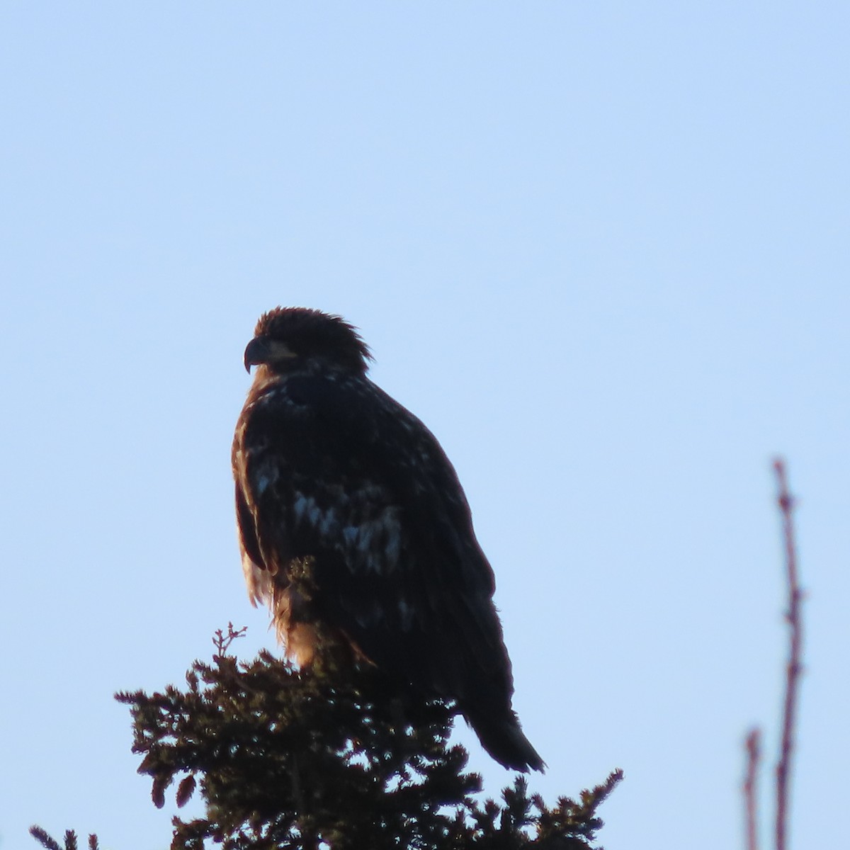 hvithodehavørn - ML647276930