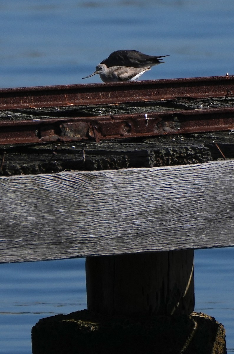 tereksnipe - ML647276931