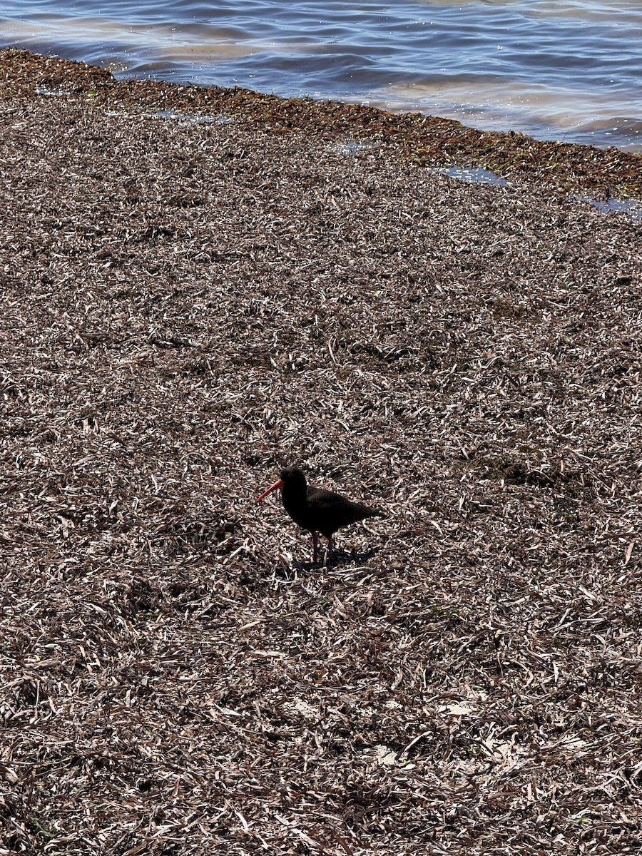 sottjeld - ML647276932