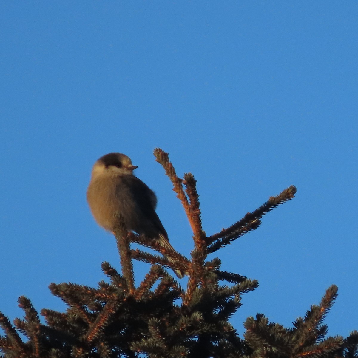 gråskrike - ML647276933