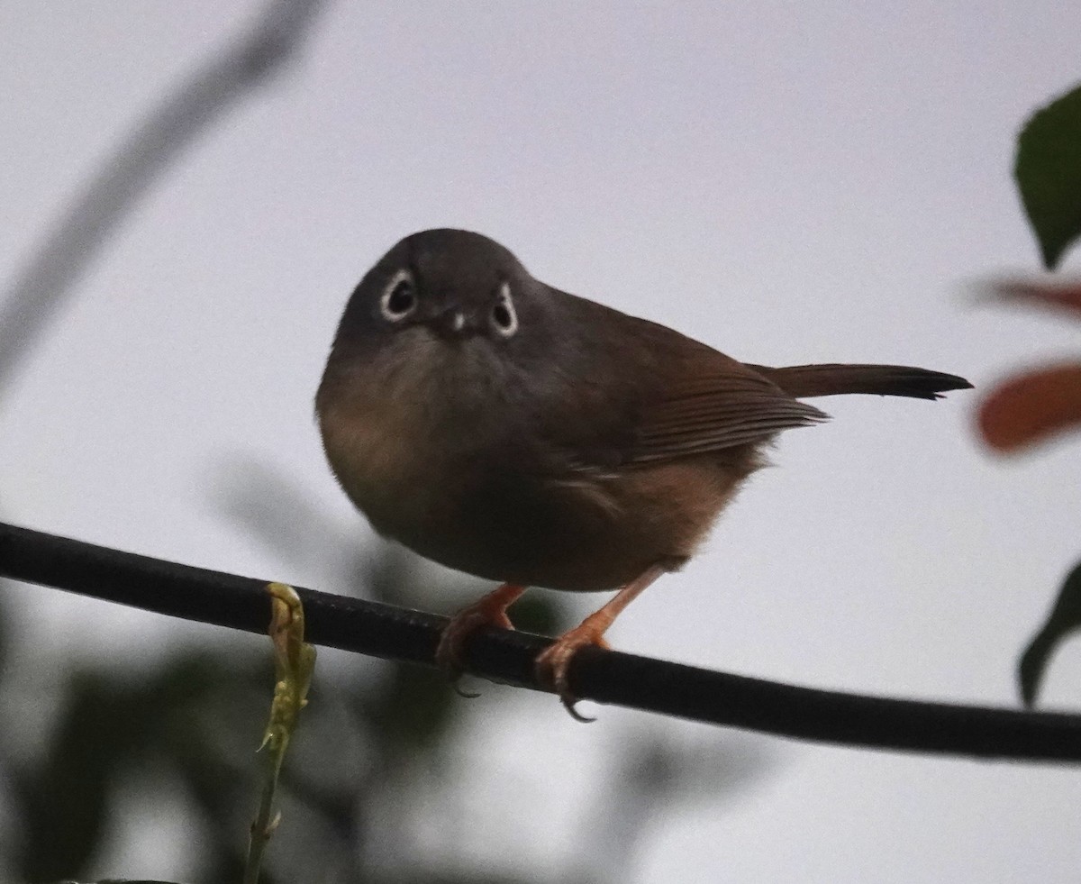 gråhodefulvetta - ML647276934