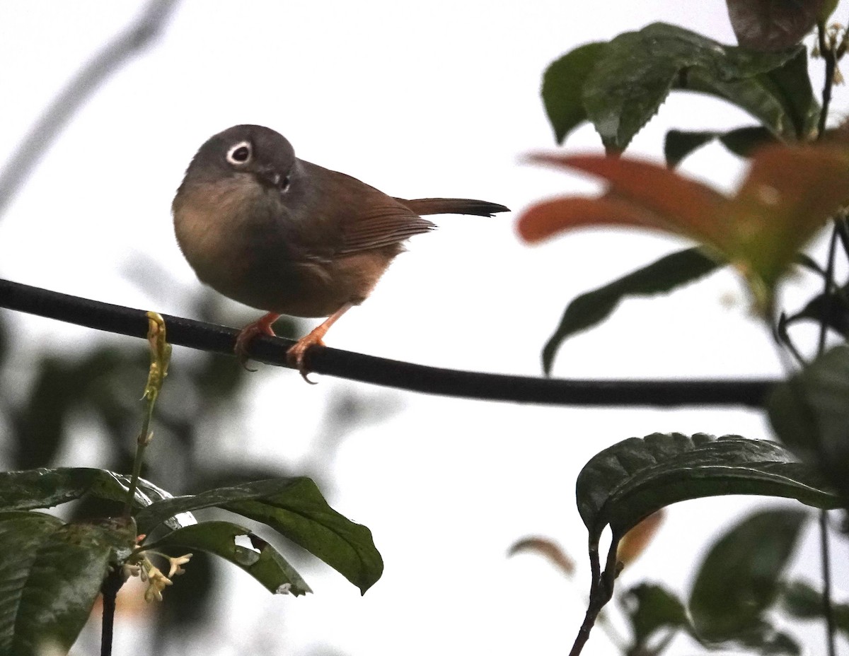 gråhodefulvetta - ML647276935