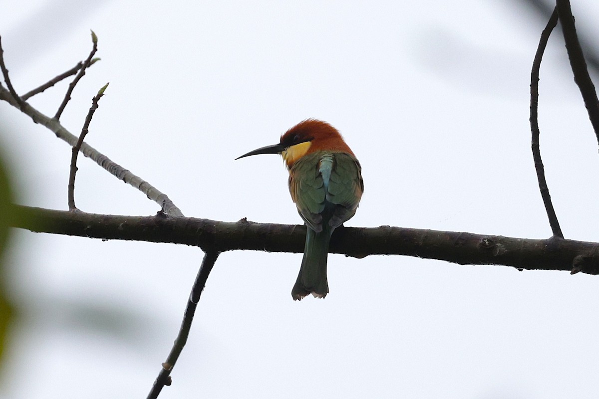 bengalbieter - ML647276938