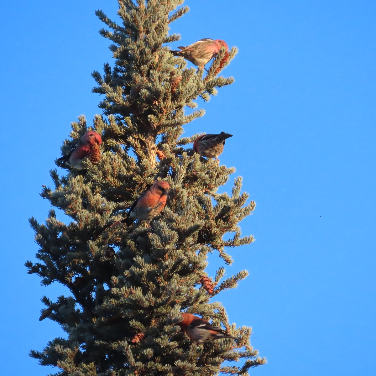 båndkorsnebb - ML647276939