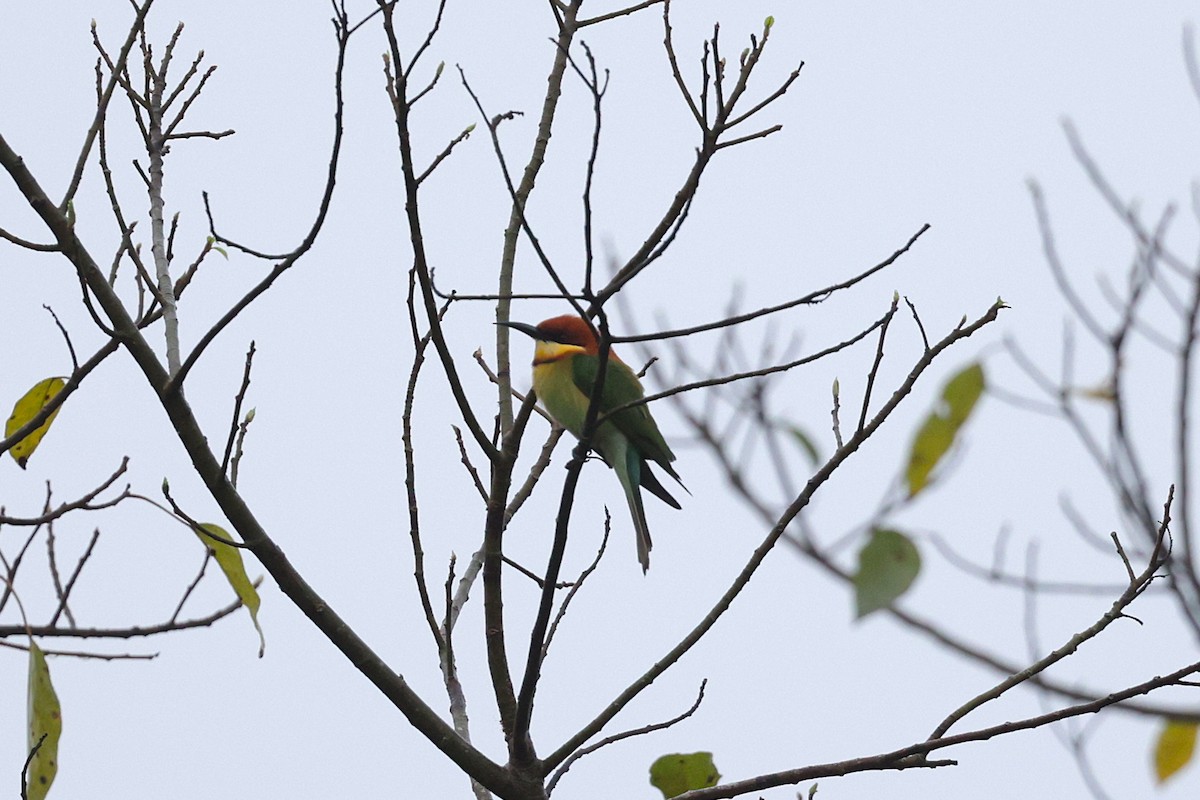 bengalbieter - ML647276940