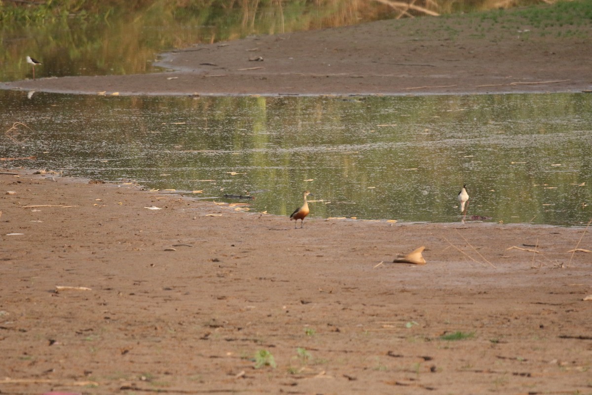 småplystreand - ML647276941