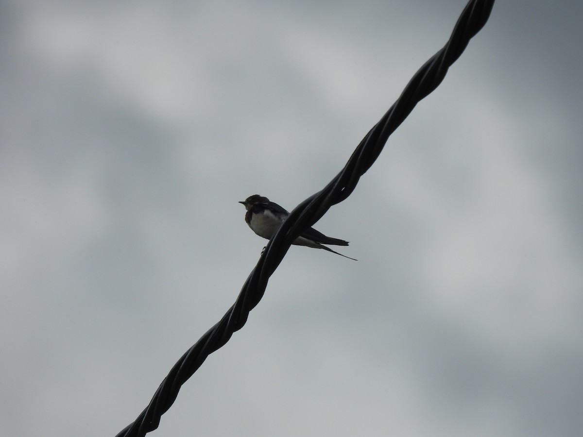 låvesvale - ML647276943