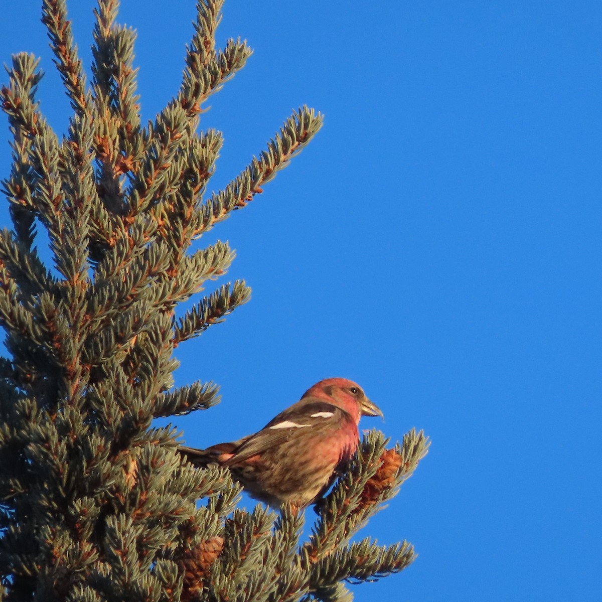 båndkorsnebb - ML647276945