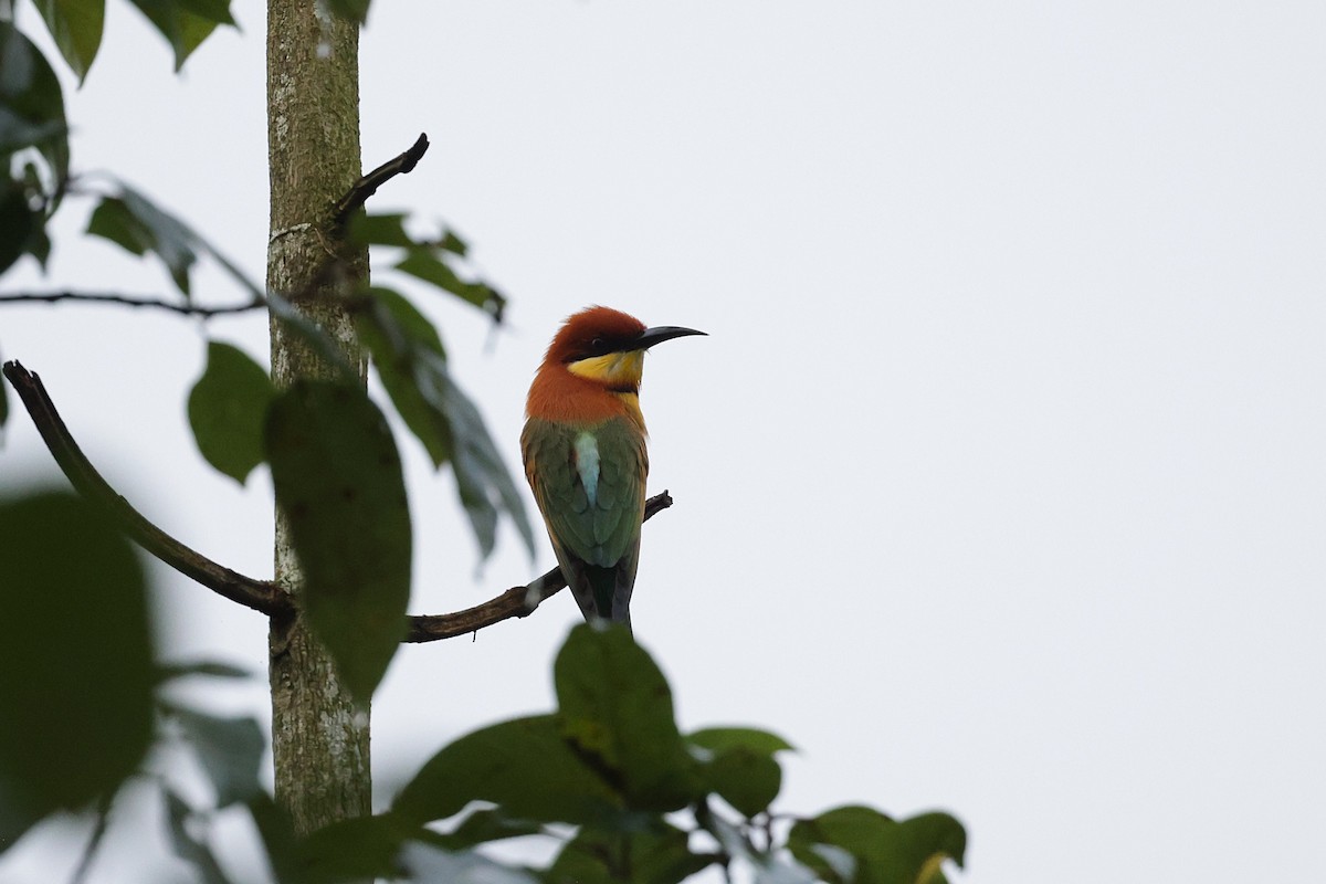 bengalbieter - ML647276946