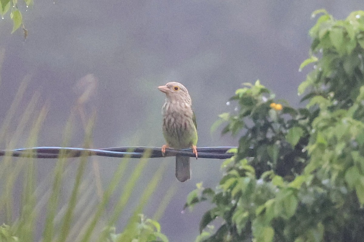 シロボシオオゴシキドリ - ML647276951