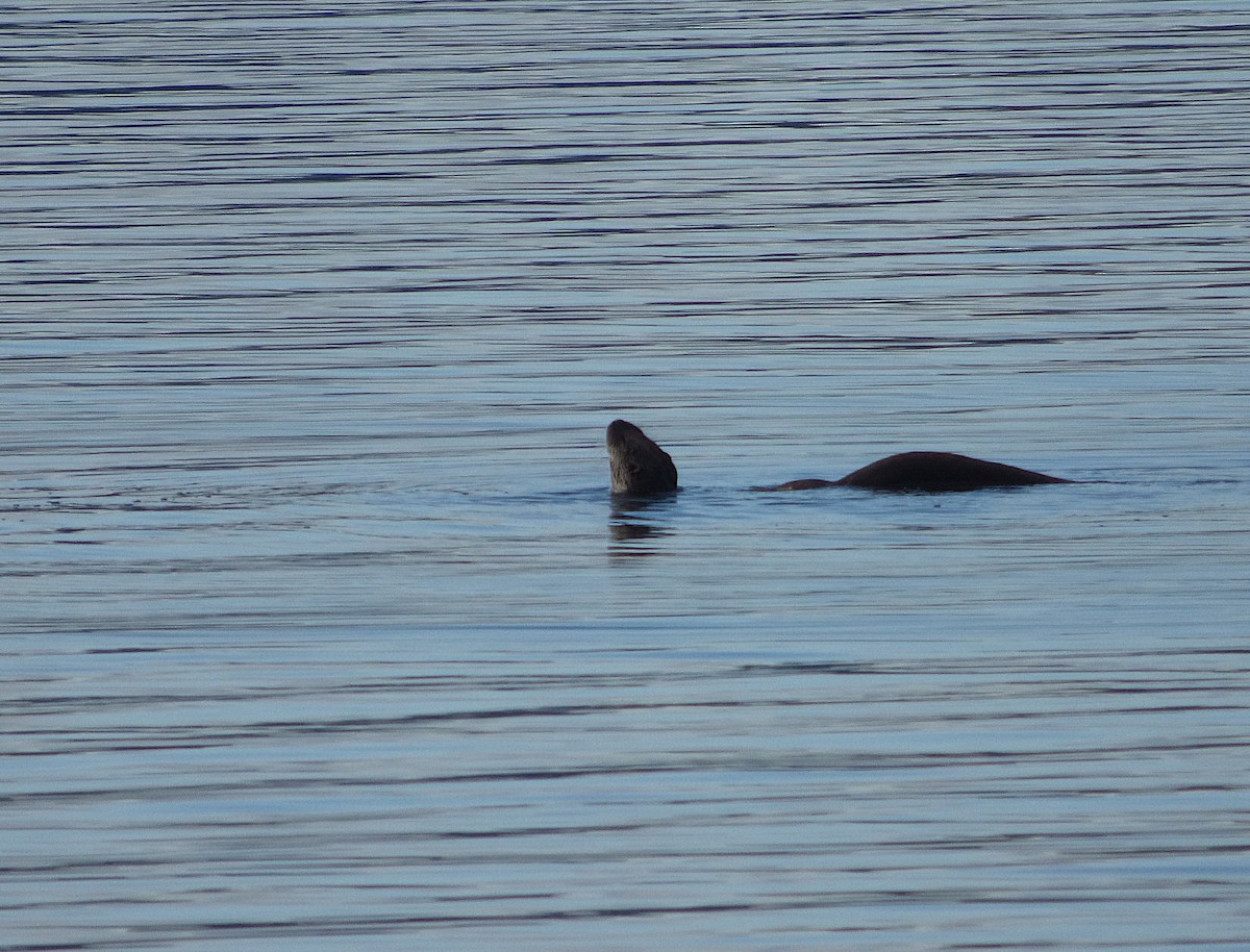 Eurasian Otter - ML647276960